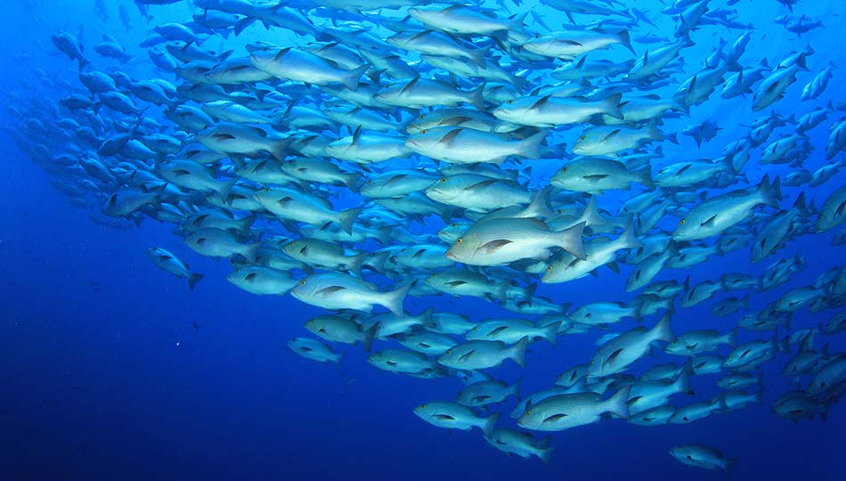 Effetti delle sostanze chimiche sulla vita acquatica